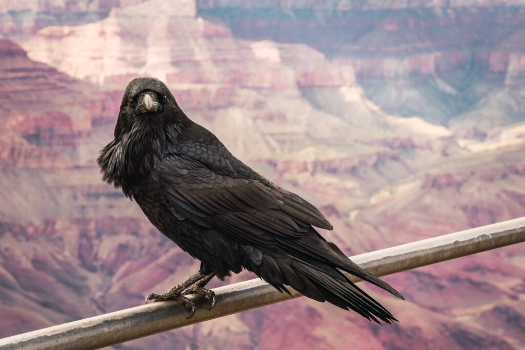 Curso Kike Arnaiz animales