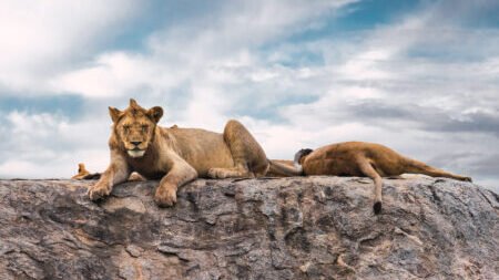 Curso Kike Arnaiz Fauna