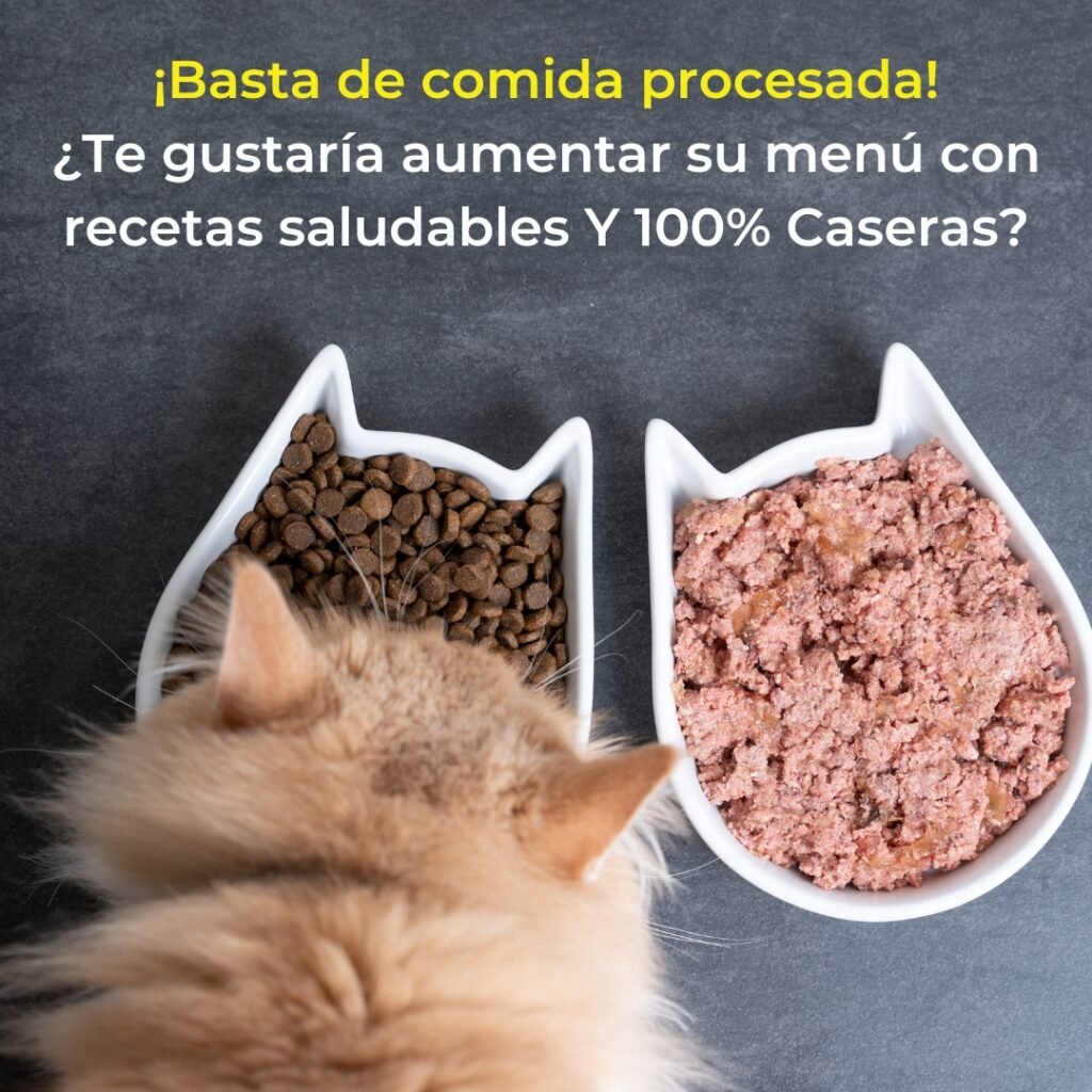 recetas saludables para gatos 