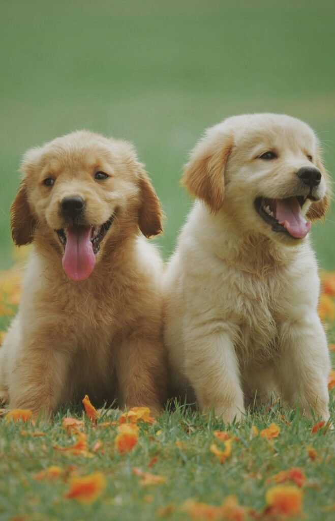 Recetas saludables mascotas