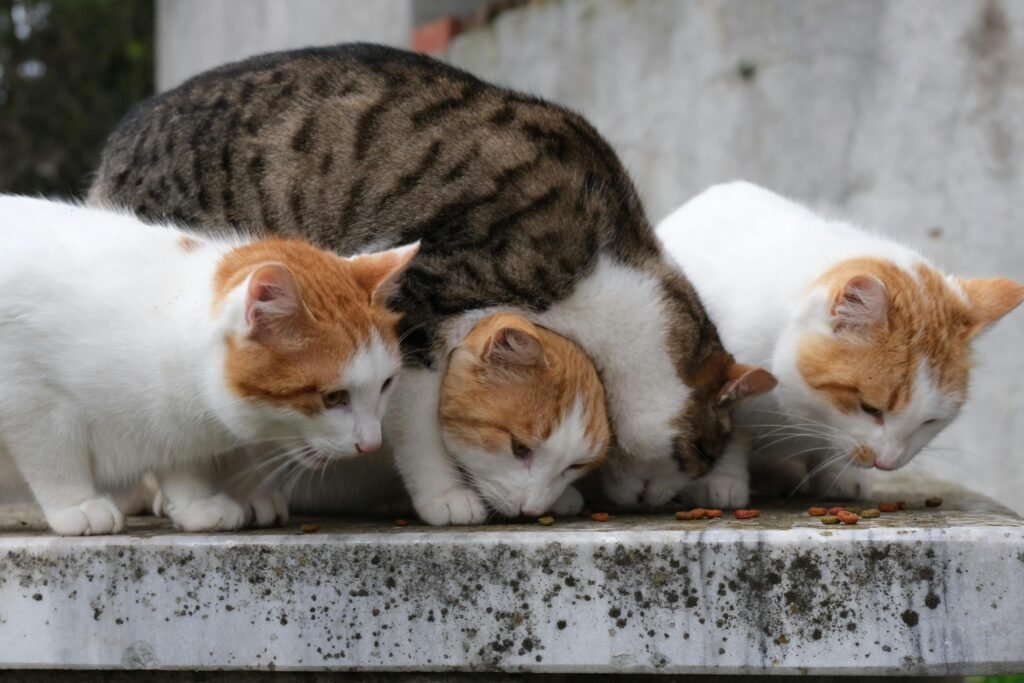 Recetas saludables mascotas